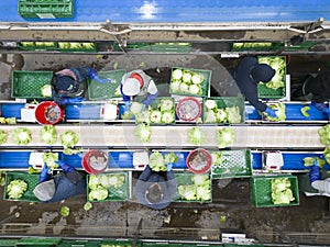 top view of unrecognizable workers employed in salad processing