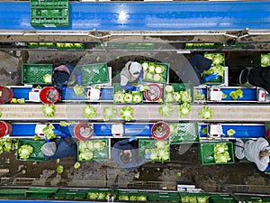 top view of unrecognizable workers employed in salad processing