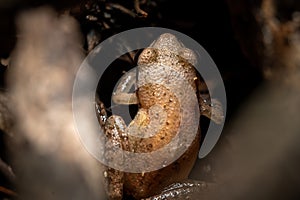 Top view of an Upland Chorus Frog (Pseudacris feriarum).