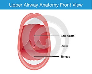 Top view of upper airway human anatomy