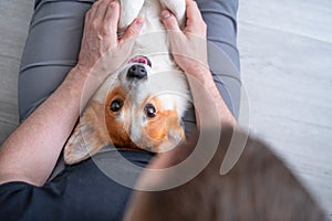 Top view of upside down portrait of funny corgi dog on owner arms. Family love