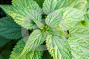 Top view of Urtica dioica, green leaves stinging nettle
