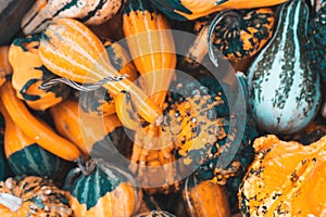 Top view of a variety of pumpkins stack