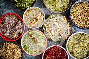 Top view of various kinds microgreens sprouts in colorful bowls. Shoots of radish, cabbage, garlic