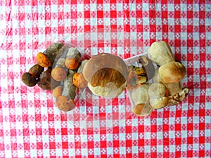 Top view of various species of edible mushrooms placed in plastic boxes dominated by big Boletus Edulis mushroom arranged in a