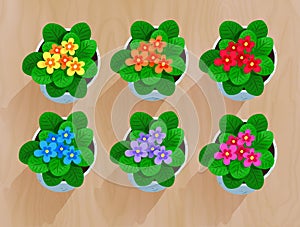 Top view vector collection of flowers in pot