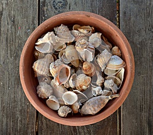 Sea shell in vessel on a brown wooden table
