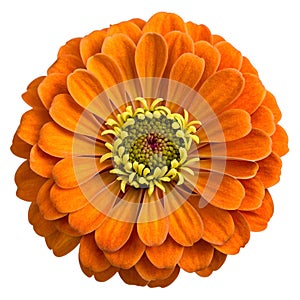 Top View of a Vibrant Orange Zinnia Flower Isolated on White Background photo