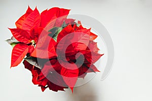 Top view of Vibrant red holiday Christmas pointsettia leaves on isolated white background