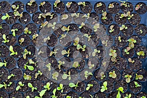 Top view of vibrant vegetables in a nursery tray