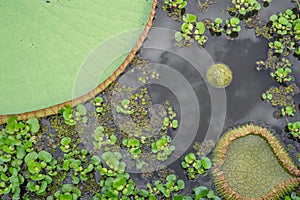 Top view of Victoria Regia in Brazilian Panantal