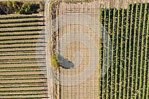 Top view of vineyards in Rheinhessen / Germany photo