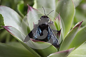 Top view of Violet carpenter bee, Xylocopa violacea on the plant