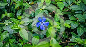 Top view of the vivid blue flower of the spring gentian, Gentiana Verna. The small blossom, among green leaves, found in the Swiss