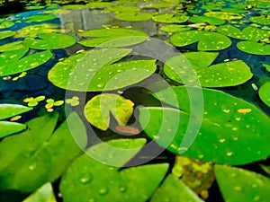 Top view of water lily leaves on water surface in a lake or swamp. Nymphaeaceae is a family of water lily