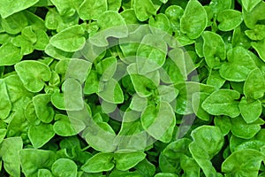 Top view Watercress or nasturtium officinale organic growing in the vegetable garden plant green leaf texture background/ Fresh