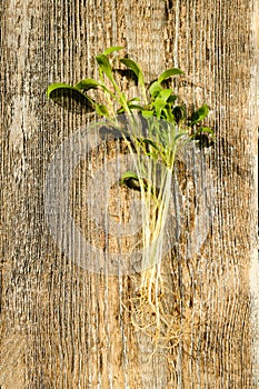 Top view of watercress sprouts on wooden background