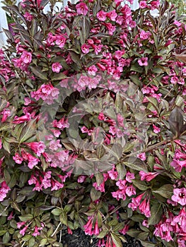 Top view of Weigela bush with dark leaves with pink blossoms.