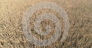 Top view of a wheat field at sunrise in a windy summer day Drone shot: Ears of wheat swaying at the wind at sunny morning. Harvest