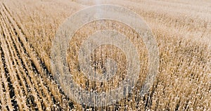 Top view of a wheat field at sunrise in a windy summer day Drone shot: Ears of wheat swaying at the wind at sunny morning. Harvest