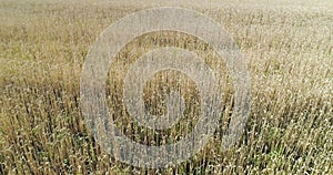 Top view of a wheat field at sunrise in a windy summer day Drone shot: Ears of wheat swaying at the wind at sunny morning. Harvest