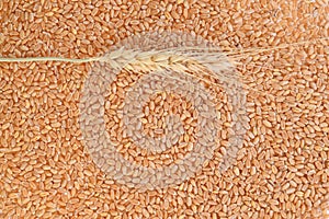 Top view of wheat grain background