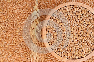 Top view of wheat grain background