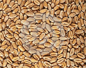 Top view of wheat grains, as agricultural background