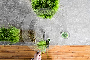 Top View of Wheatgrass Extraction in Action on the Kitchen Count