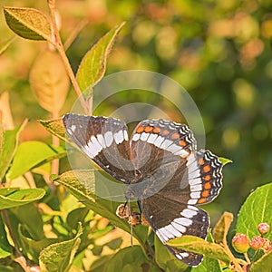 Top View of a White Admiral Butterfly Sitting on a Cotoneaster