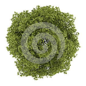 Top view of white ash tree isolated on white