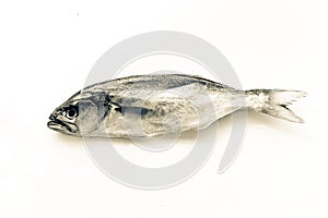 Dried blue fish Pomatomus saltatrix , isolate on a white background. Top view photo