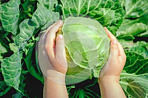White cabbage in hands of child