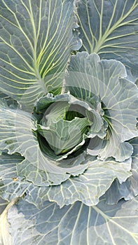 Top view white cabbage head grow in garden, green farming concept, selective focus