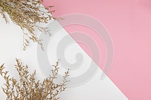 Top view of white caspia flower on pink and white color background