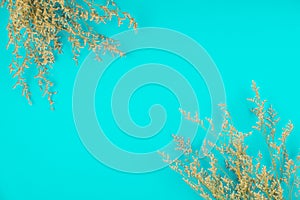 Top view of white caspia flower on teal color background