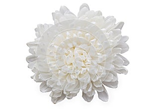 Top view of White Chrysanthemum flower, Chrysant flower isolated on white isolated background.