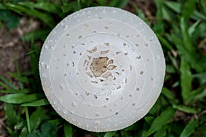 Top view of white circular mushroom