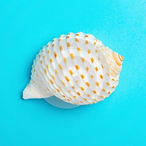 white color conch shell on a blue background