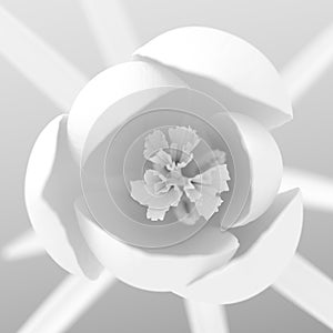 Top View On White Crocus Flower Blooming