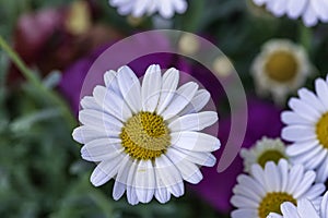 Top view of white daisy flower head close-up on a floral background