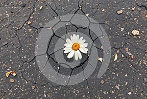 Top view of a white daisy growing out of the cracking black asphalt.