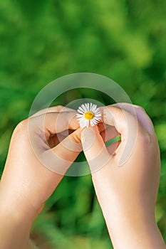 A white daisy in hands of child