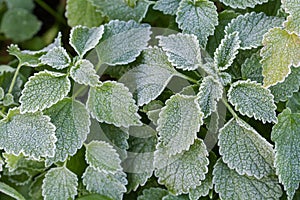 Top view of white dead-nettle stems covered with hoarfrost