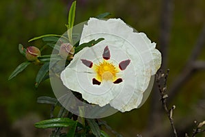 Top view of a white flower in a garden captured during the daytime