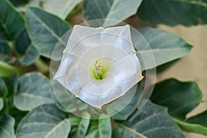 Top view of white flowers of Datura inoxia