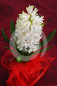 Top view of white hyacinth