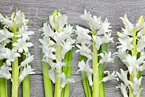 Top view of white hyacinth flowers