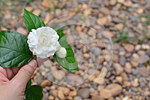 Top view white jasmine