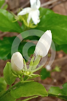 Top view,White jasminum sambac flower bud with green leaf on tree blurred background, Fragrant floral,arabian jasmine, stock photo